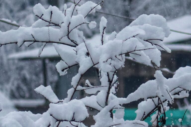 Snowfall continues in Gulmarg, boosting late-season tourism prospects