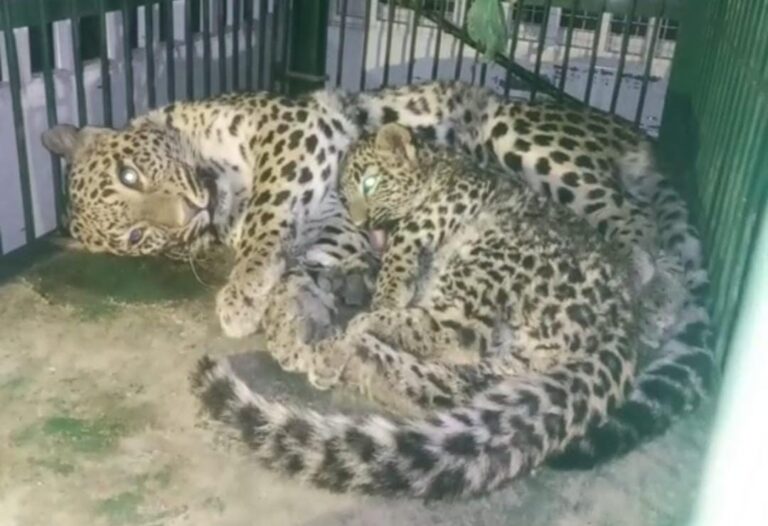 Leopardess, Cub Rescued from Water Tank in Boniyar