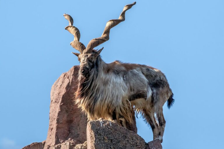 Markhor Controversy Exposes Deep Fault Lines in J&K Wildlife Governance
