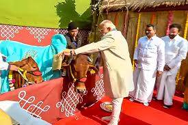 PM Modi highlights farmers, sustainability at Pongal celebrations