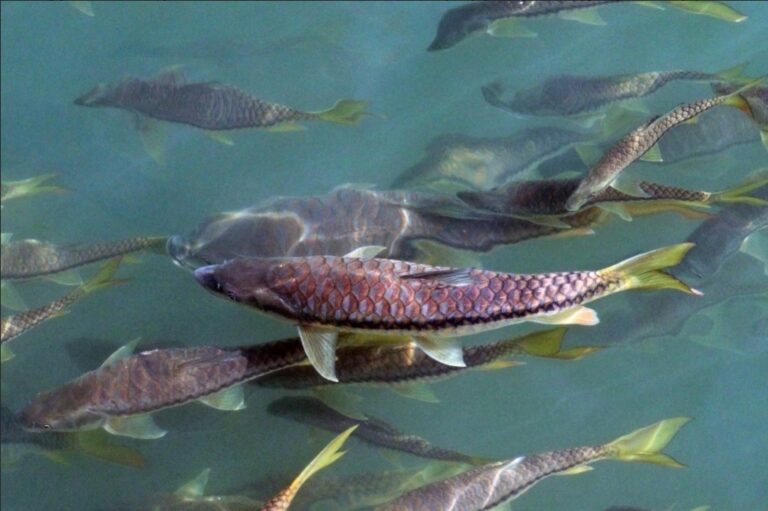 Our State Fish That’s No Longer Here: The Curious Case of the Golden Mahseer