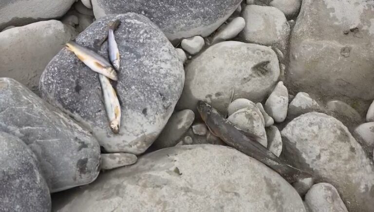 ‘Chemical Poisoning’ of Trout Fish Continues in Nallah Sindh, Ganderbal; Authorities Promise Stern Action