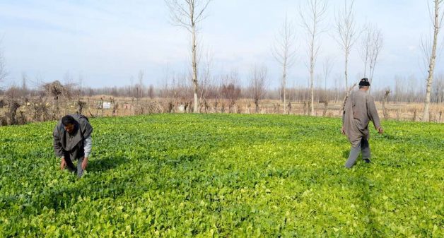 Govt Must Bet Big on Agricultural Startups in Kashmir