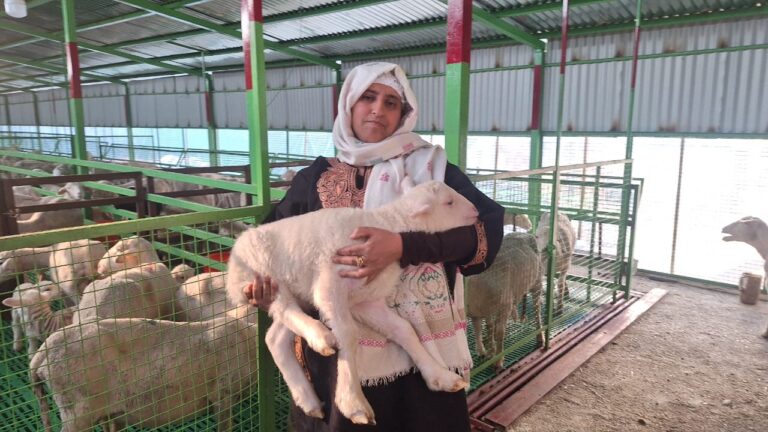 From 20 Sheep to 500: Bandipora Woman Redefines Success