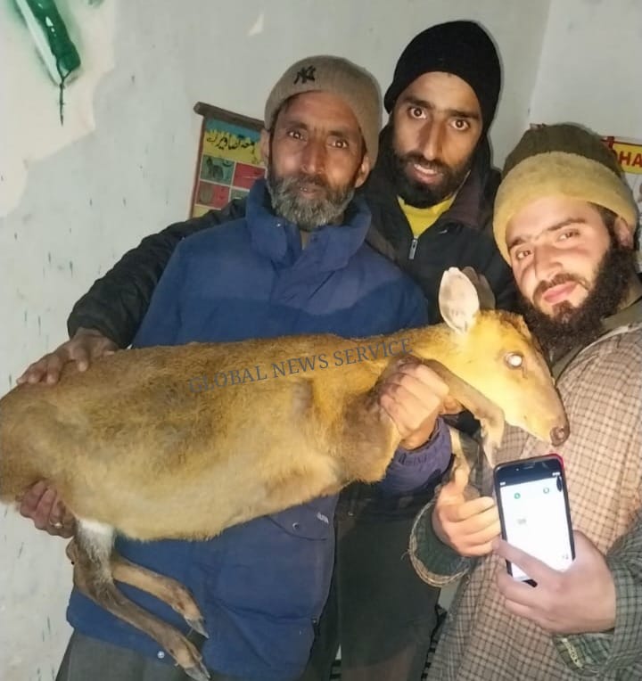 Wild Goat Strays into Uri Village; Wildlife Department En Route to Take Custody