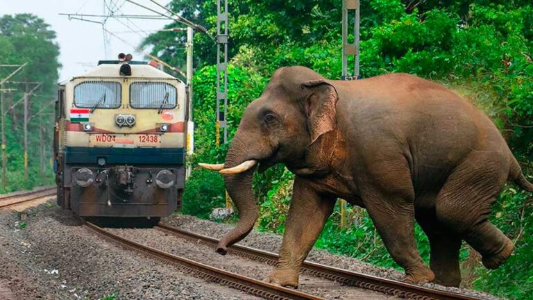 Indian Railways’ AI-enabled Intrusion Detection System (IDS); Designed to Generate Alerts for Loco Pilots, Station Masters and Control Room to Prevent Death of Elephants on Railway Tracks Using Distributed Acoustic Sensors (DAS)