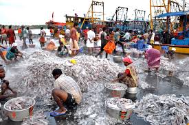 Government Push Spurs Fisheries Start-up Boom in India