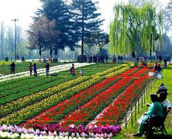 Tulip Garden attracts over 57,000 visitors in first week: Officials