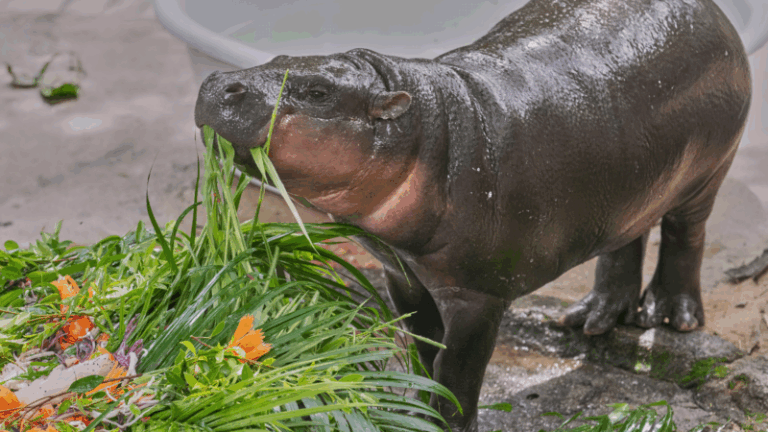 Successful Arrival of Two Hippopotamuses at Jammu Zoo, Transported from Chennai Central