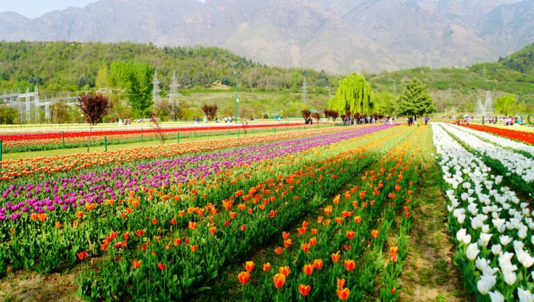Tulip Garden Inaugurated at Sagam Kokernag, Boost to Local Floriculture