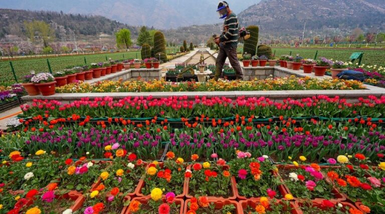 Asia’s largest tulip garden in Srinagar to open on March 16