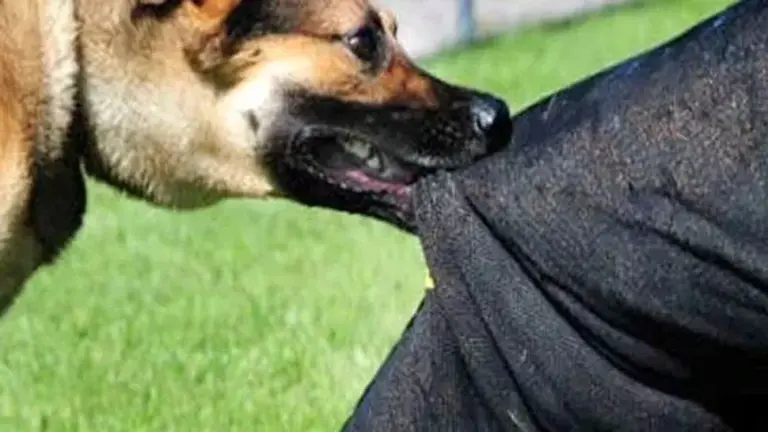 Girl dies after stray dog attack in Sopore