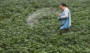 No shortage of Agriculture Inputs and Chemicals at any stage; efforts underway to further augment availability