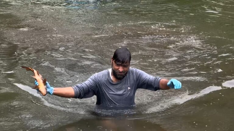 Mass Fish Deaths Reported in Beehama Spring, Raise Environmental Concerns