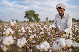 Cabinet approves “Mission for Cotton Productivity” with Rs.5659.22 crore Outlay for Self-Sufficiency in Cotton and Competitiveness in Global Textile Markets by 2030-31