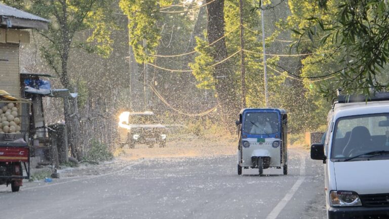 Floating Cotton Fluff From Seasonal Trees Raises Health Concerns Across Kashmir Valley