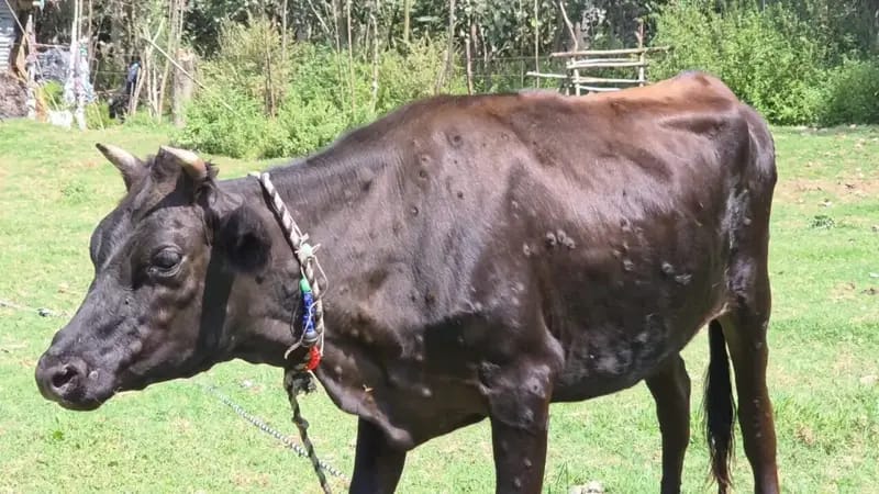 Complication Skin Problem Lumpy Skin Disease Alert: Animal Husbandry Department Ganderbal Issues ...